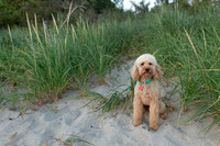 dune grasses in second cove